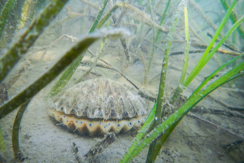 Underwater Scallop