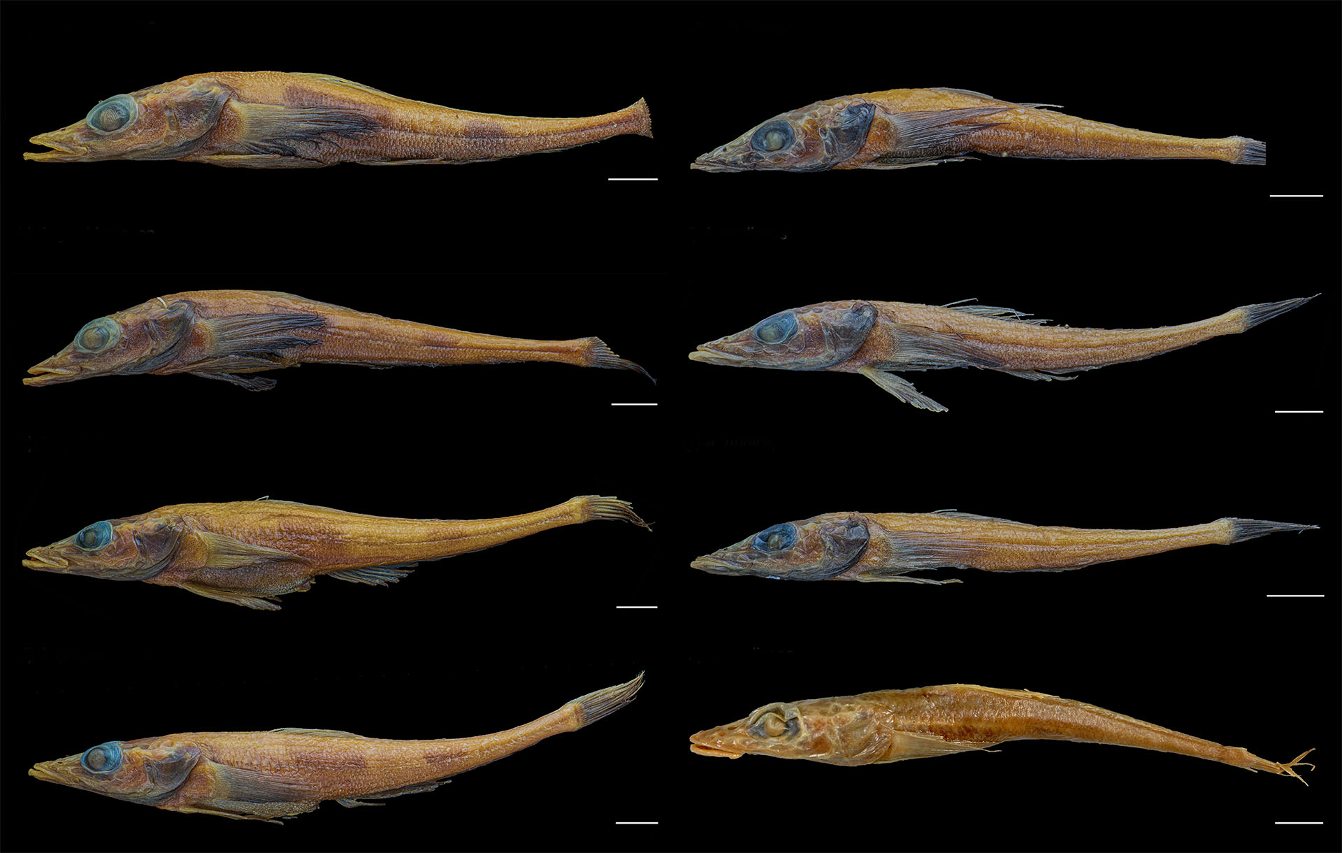 Akarotaxis gouldae (left) compared to Akarotaxis nudiceps (right) show distinct morphological differences, including the presence of two bands on the bodies of Akarotaxis gouldae as well as a shorter snouts and jaws. (Image provided by Andrew Corso)