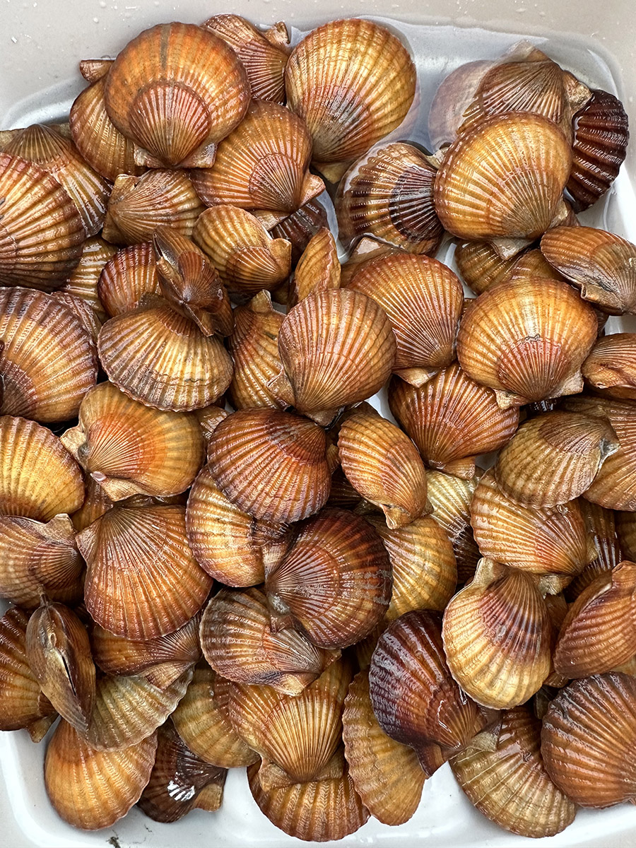 VIMS ESL is breeding scallops for restoration and aquaculture farming. These scallops were bred for their unique orange color. (Photo by Rebecca T. Smith)