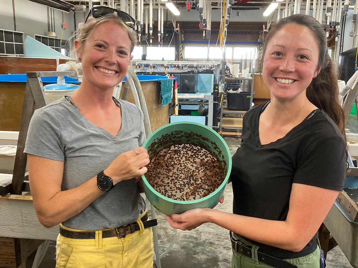 Rebecca T. Smith (left) and Darian Kelley oversee bay scallop aquaculture at VIMS ESL. (Photo by Richard Snyder) 