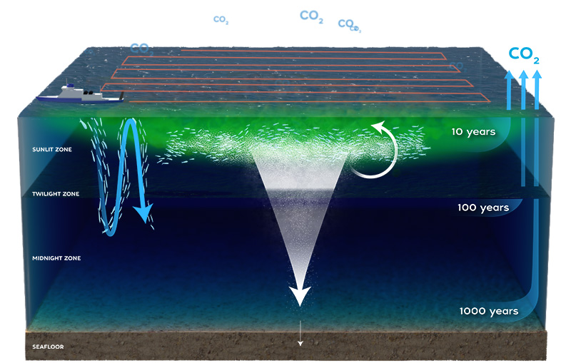 OIF could help spur the growth of phytoplankton and increase both the uptake of carbon dioxide by the ocean and the amount that gets sequestered at depth. (Graphic by Natalie Renier, ©Woods Hole Oceanographic Institution)