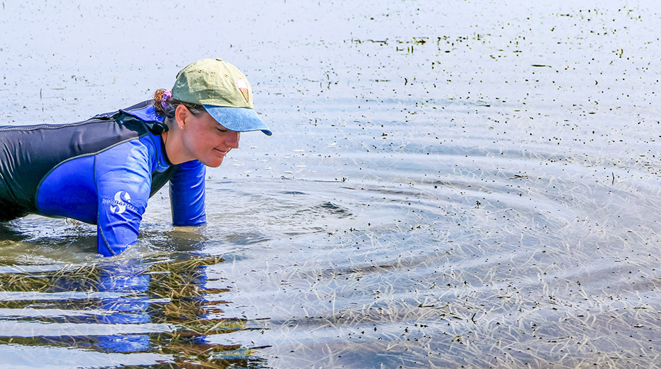 Surveyors feel along the bottom of the grass beds searching for scallops. (Photo by Candace Johnson)