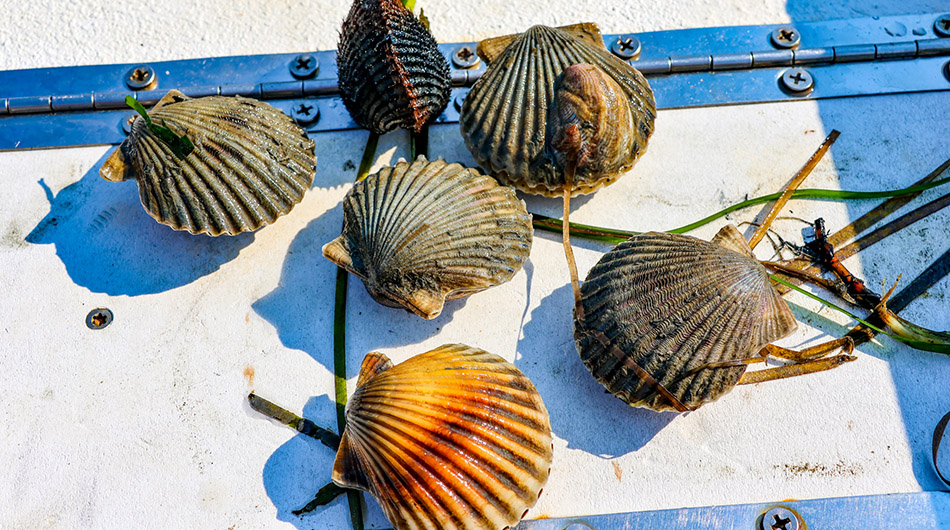 Scallops are counted, measured and some are kept for DNA sampling and breeding purposes. Blood clams (top of photo) are also found in the same environment as bay scallops. (Photo by Candace Johnson) 